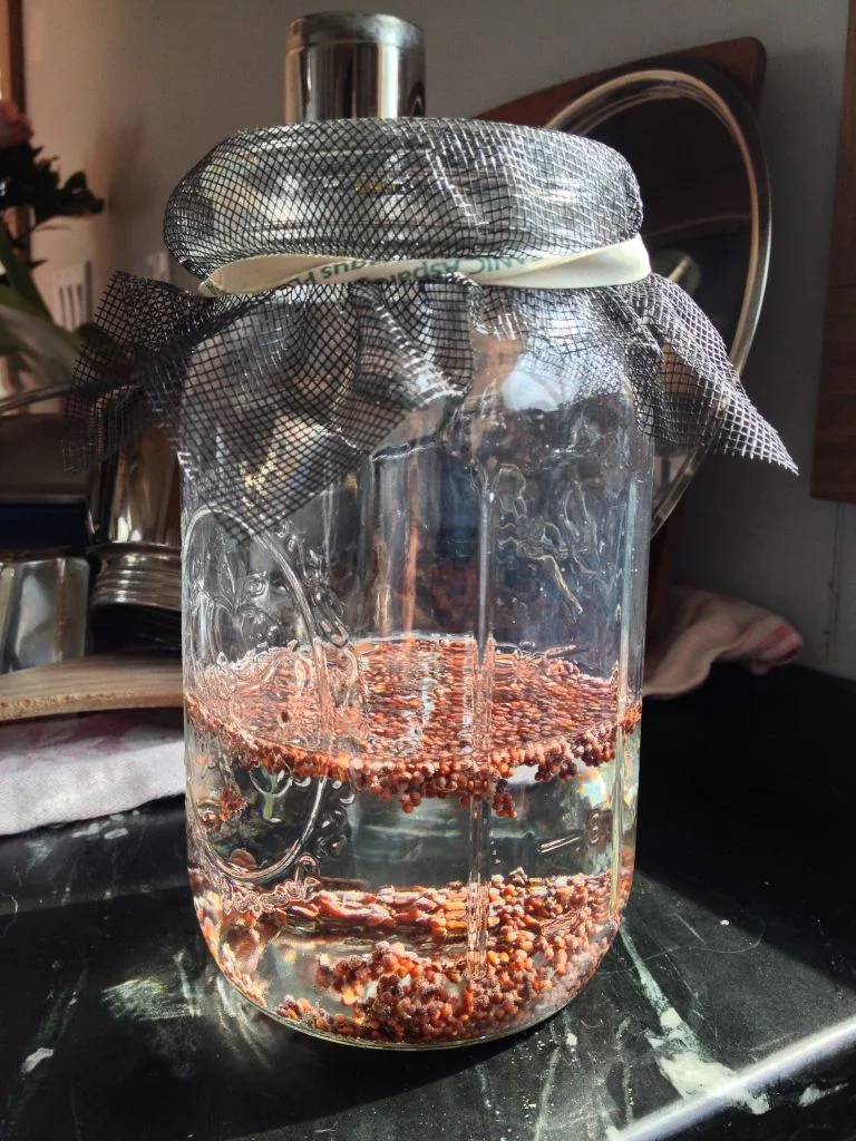 Sprouts - Day 1