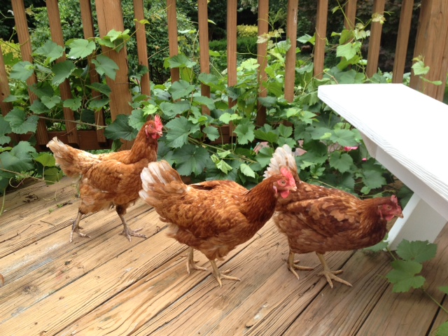 City chickens