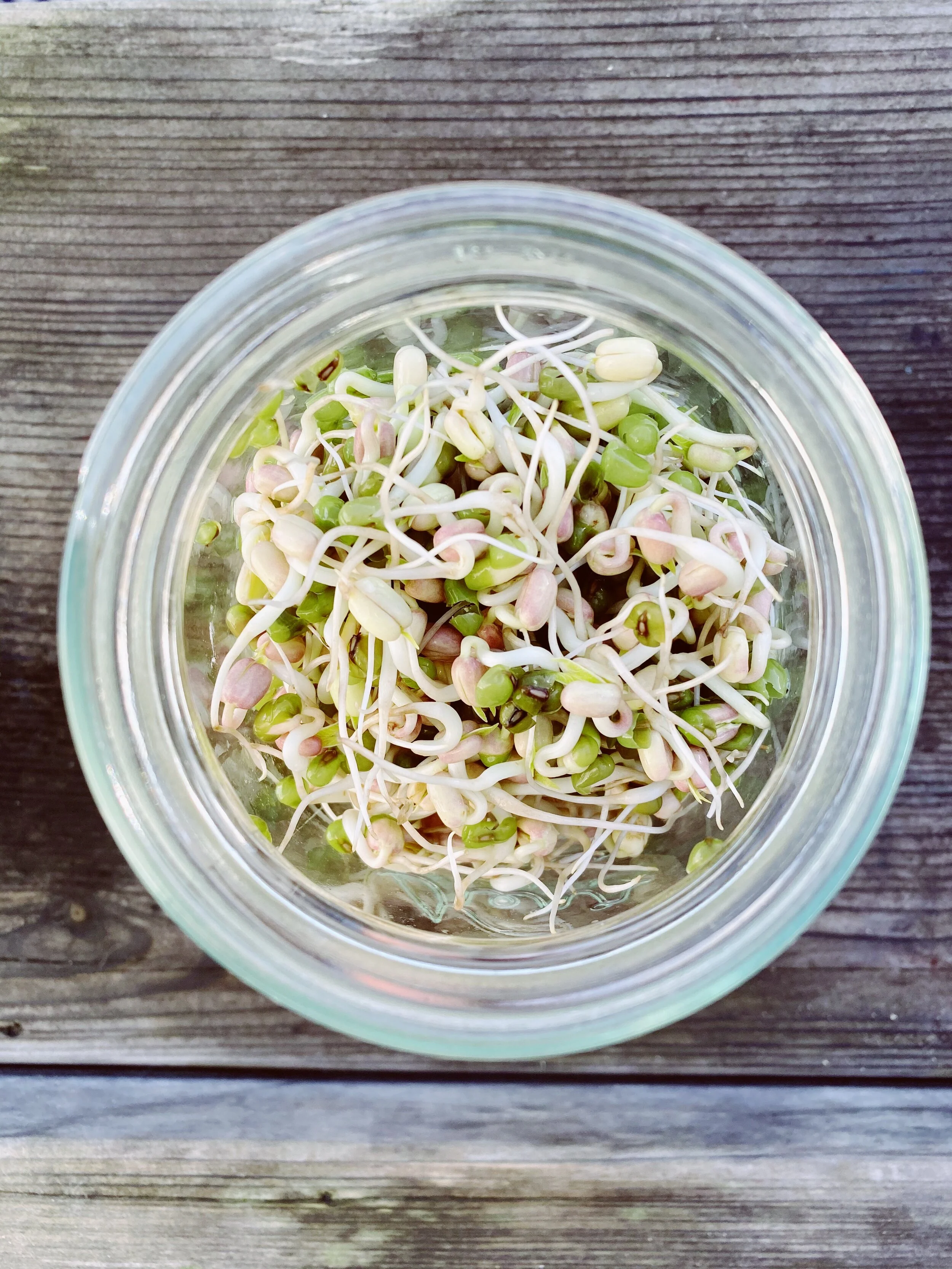 GROW YOUR OWN :: SPROUTS