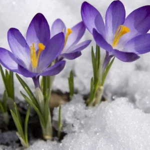 crocus--300x300.jpg