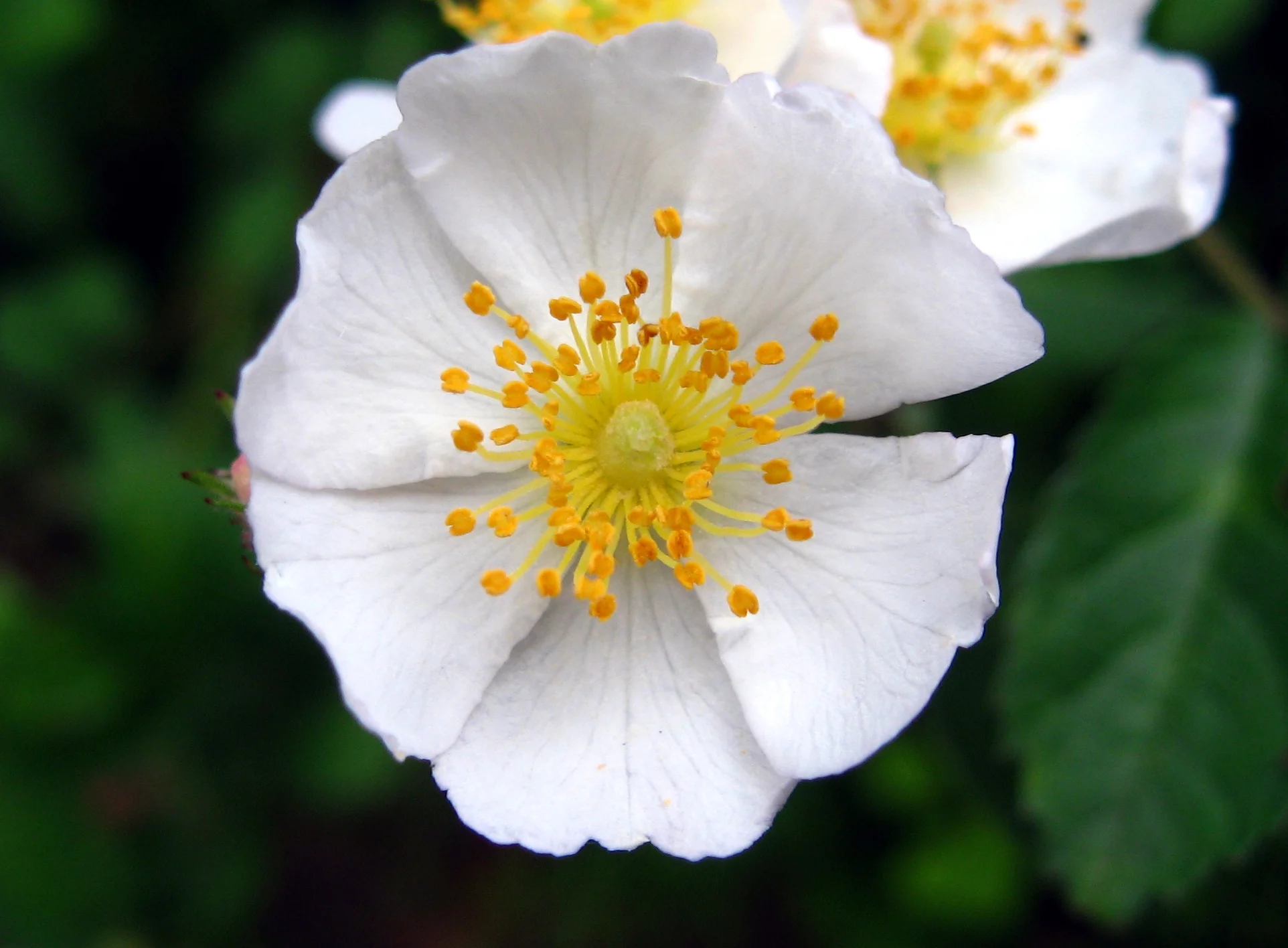 rosa multiflora.jpg