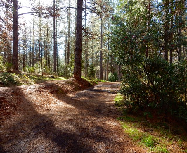 One of our walking trails in the Empire Mine State Park. These are old mining roads. Lots of old mining equipment sits out in the woods.