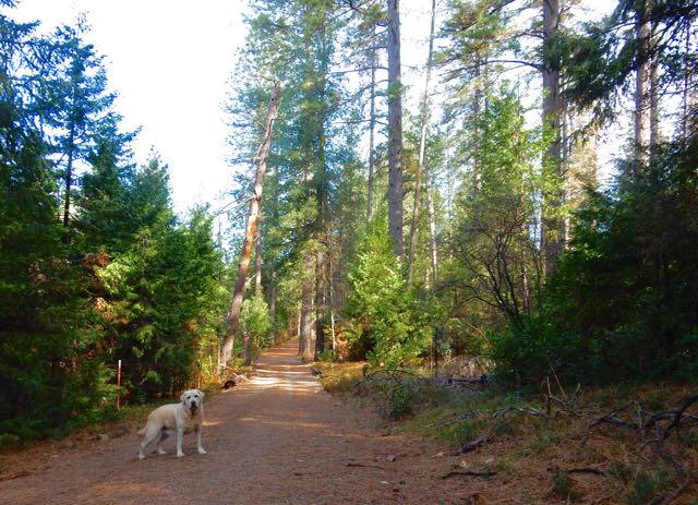 Empire Mine trail....Tuck urging me to put down the camera and get my ass moving!