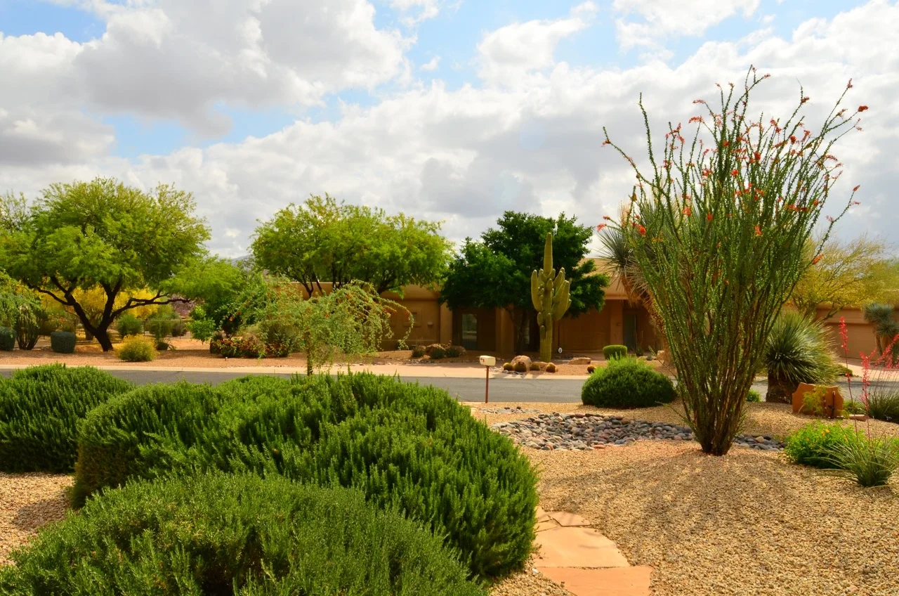A view across the street from our house. Who said Arizona isn’t green?