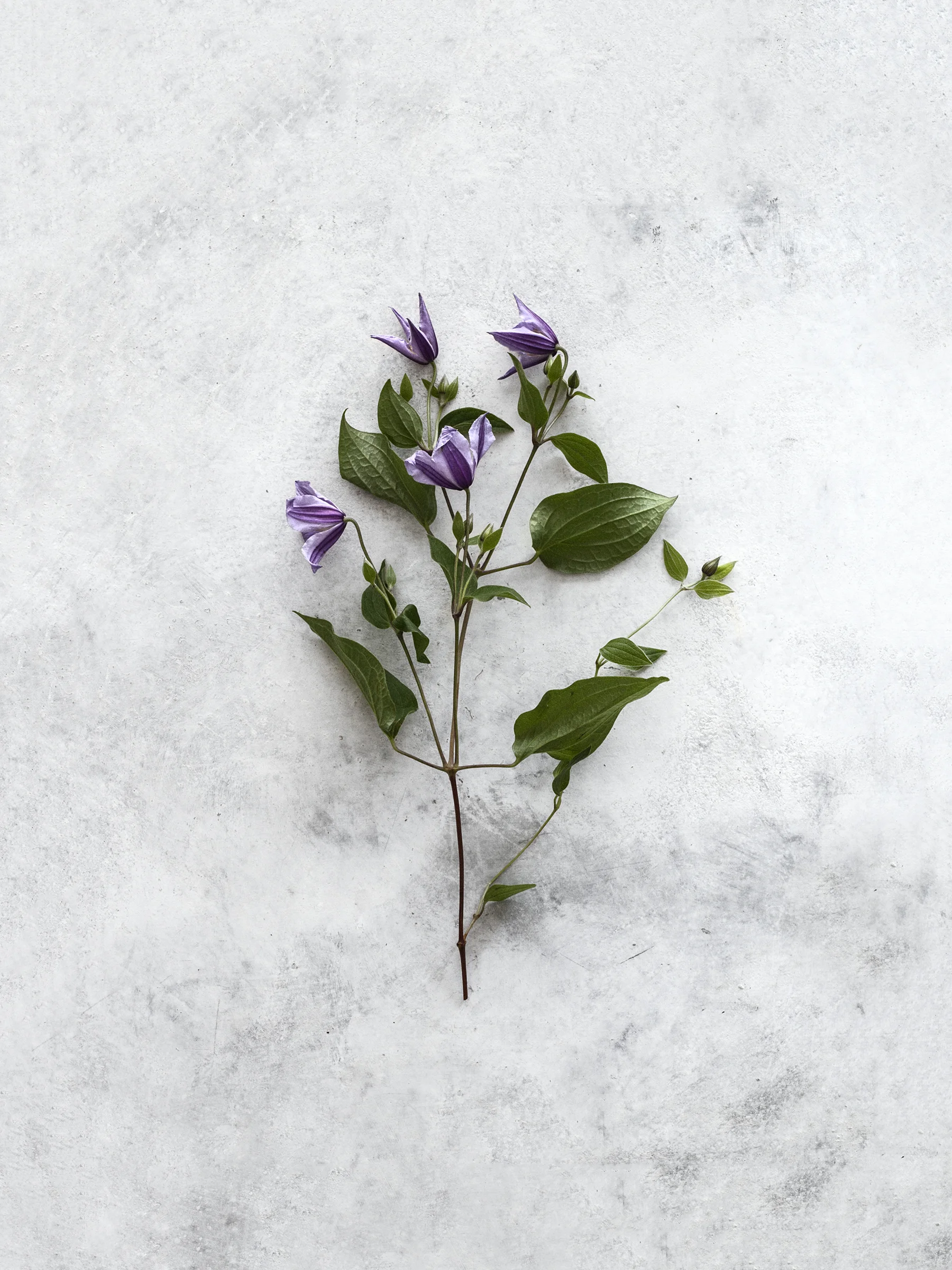 Florist0089.jpg