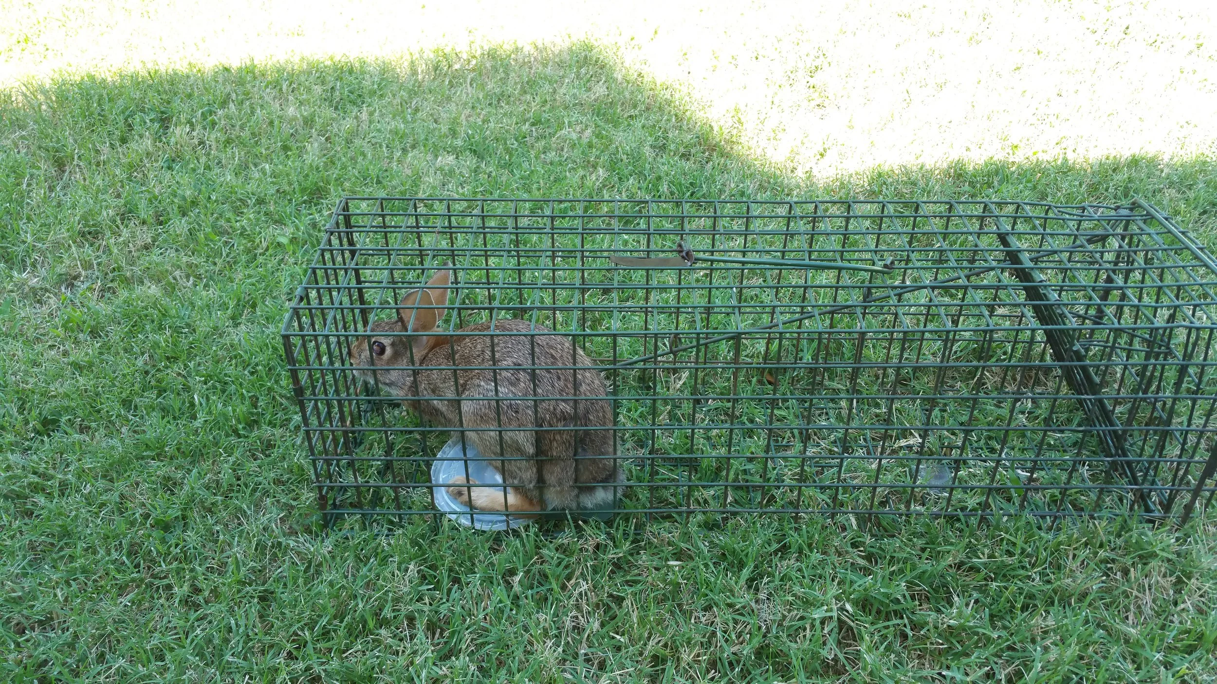 Nuisance wildlife - neighborhood rabbit