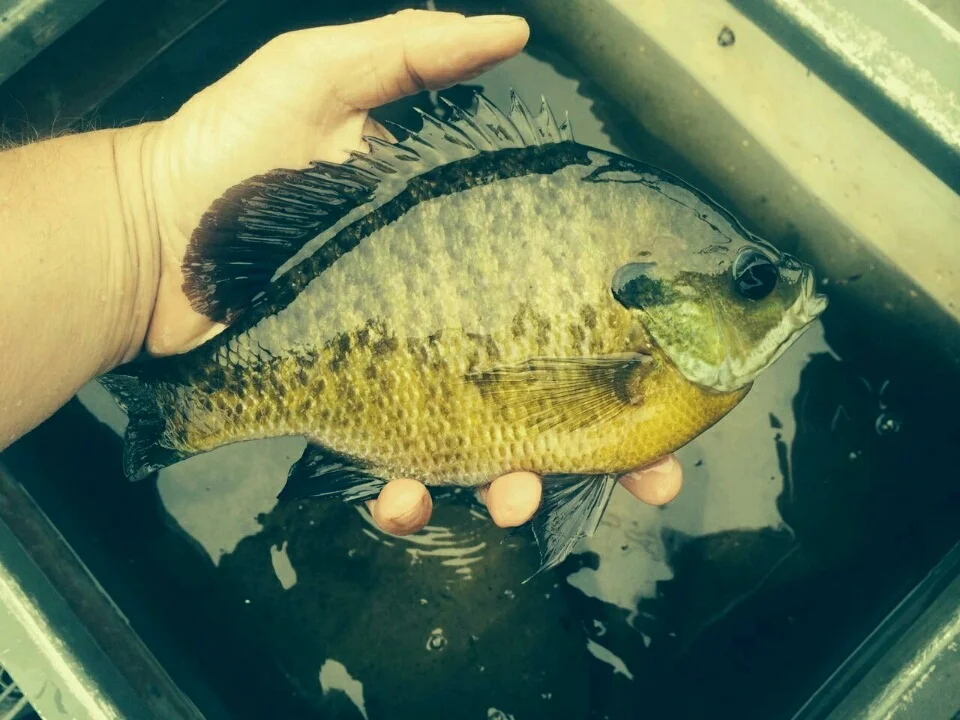Pond services - creating a fishery for sunfish