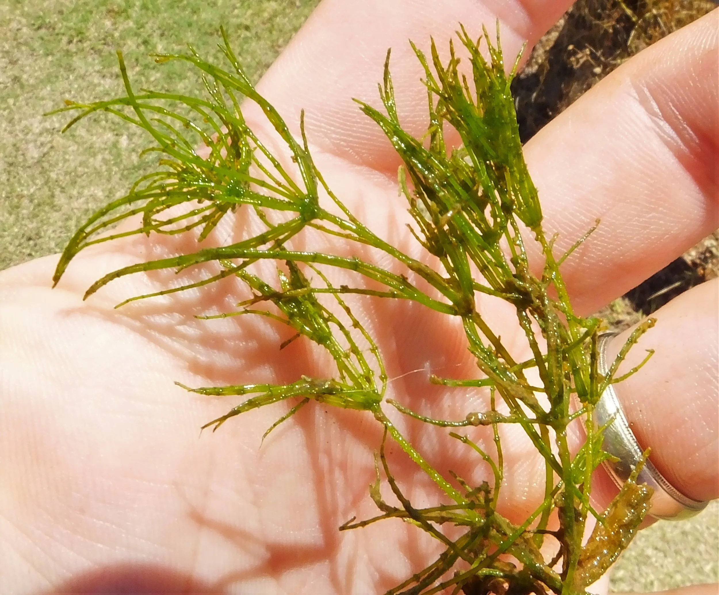 Chara - a multicellular algae