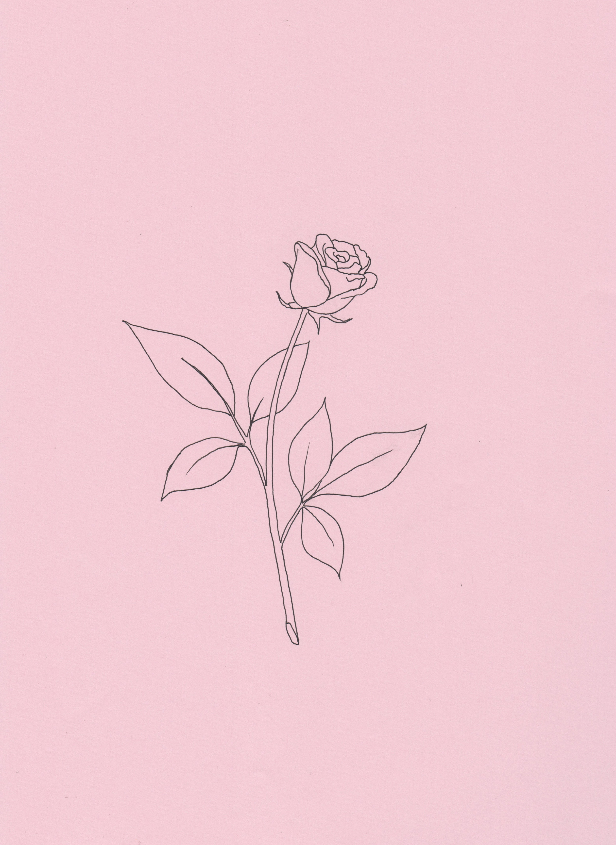 rose.jpeg
