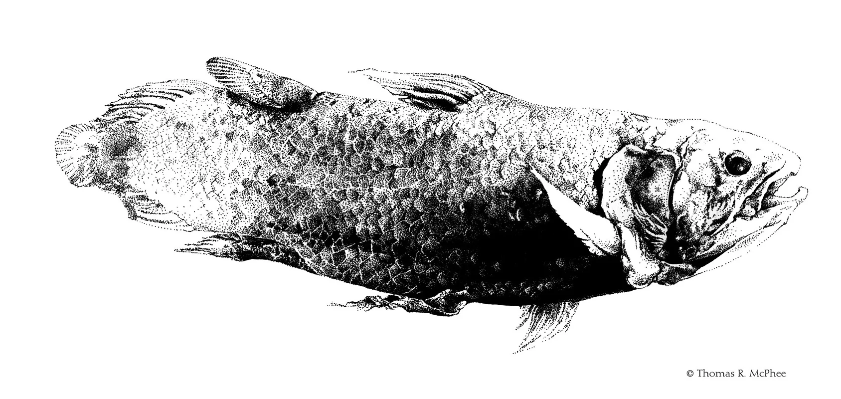 'Coelacanth'
