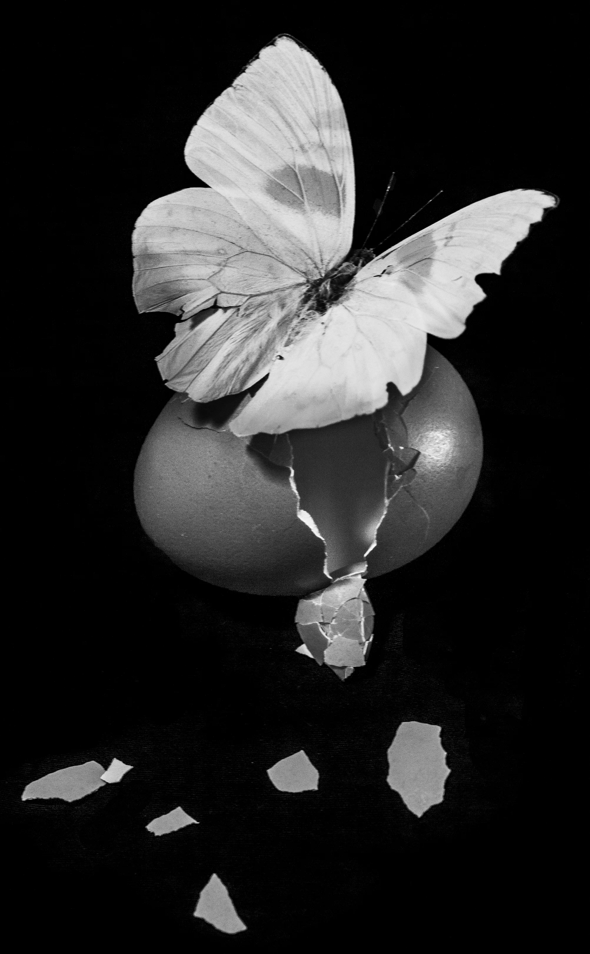 egg buterfly.jpg