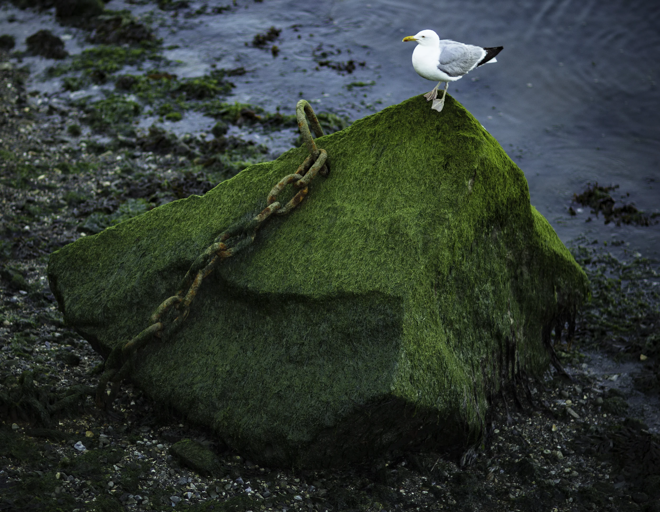 seagul on rock.jpg