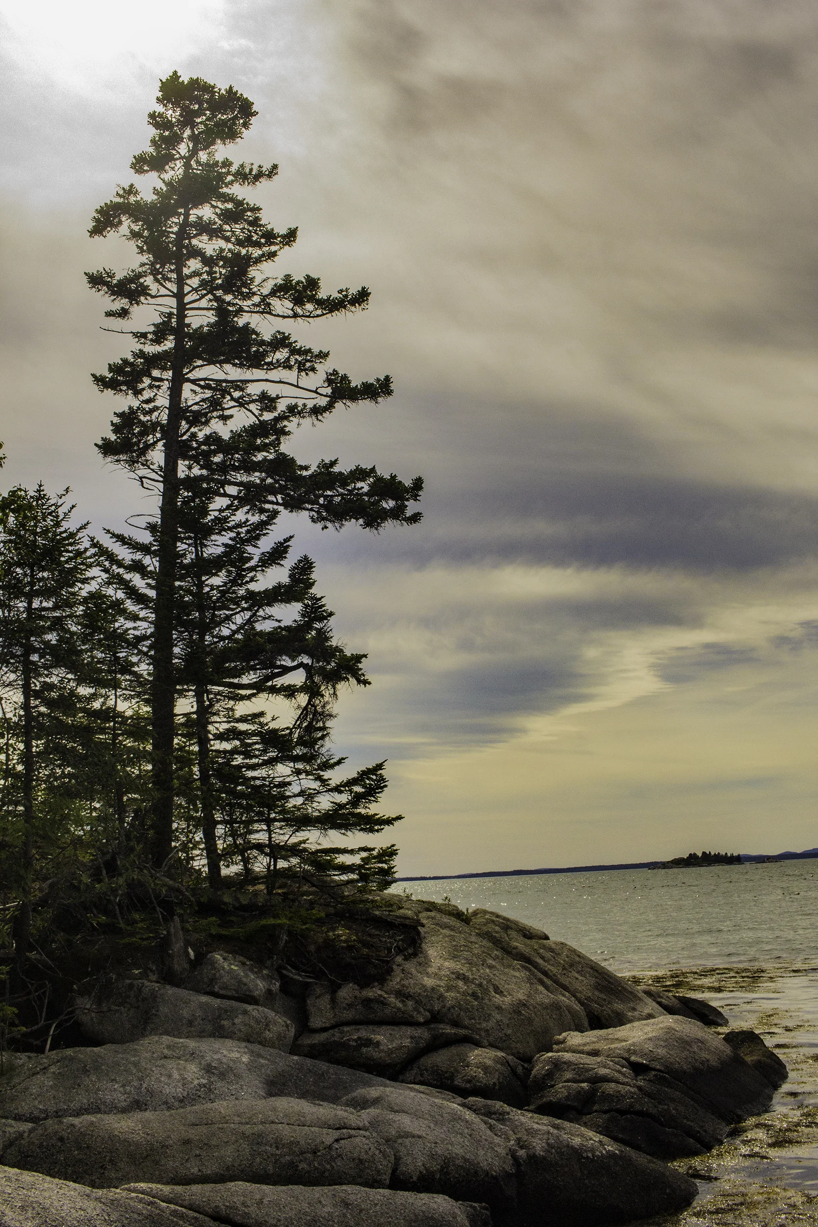 stonington tree.jpg