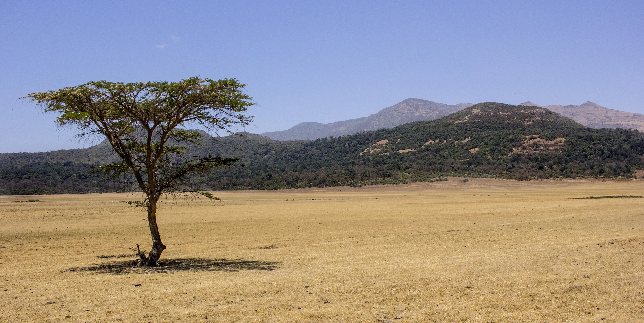 tint landscape 3.jpg
