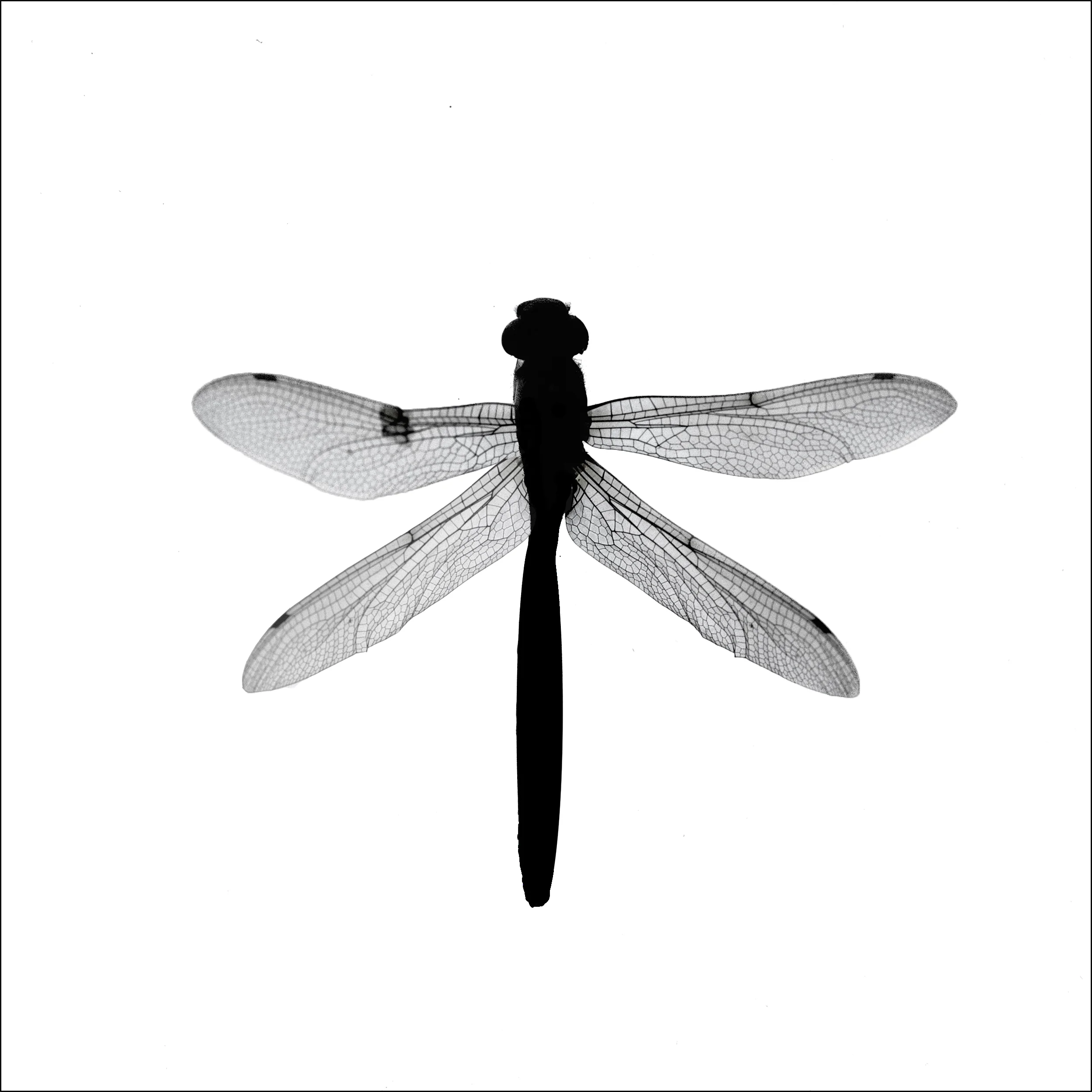 dragonfly.jpg