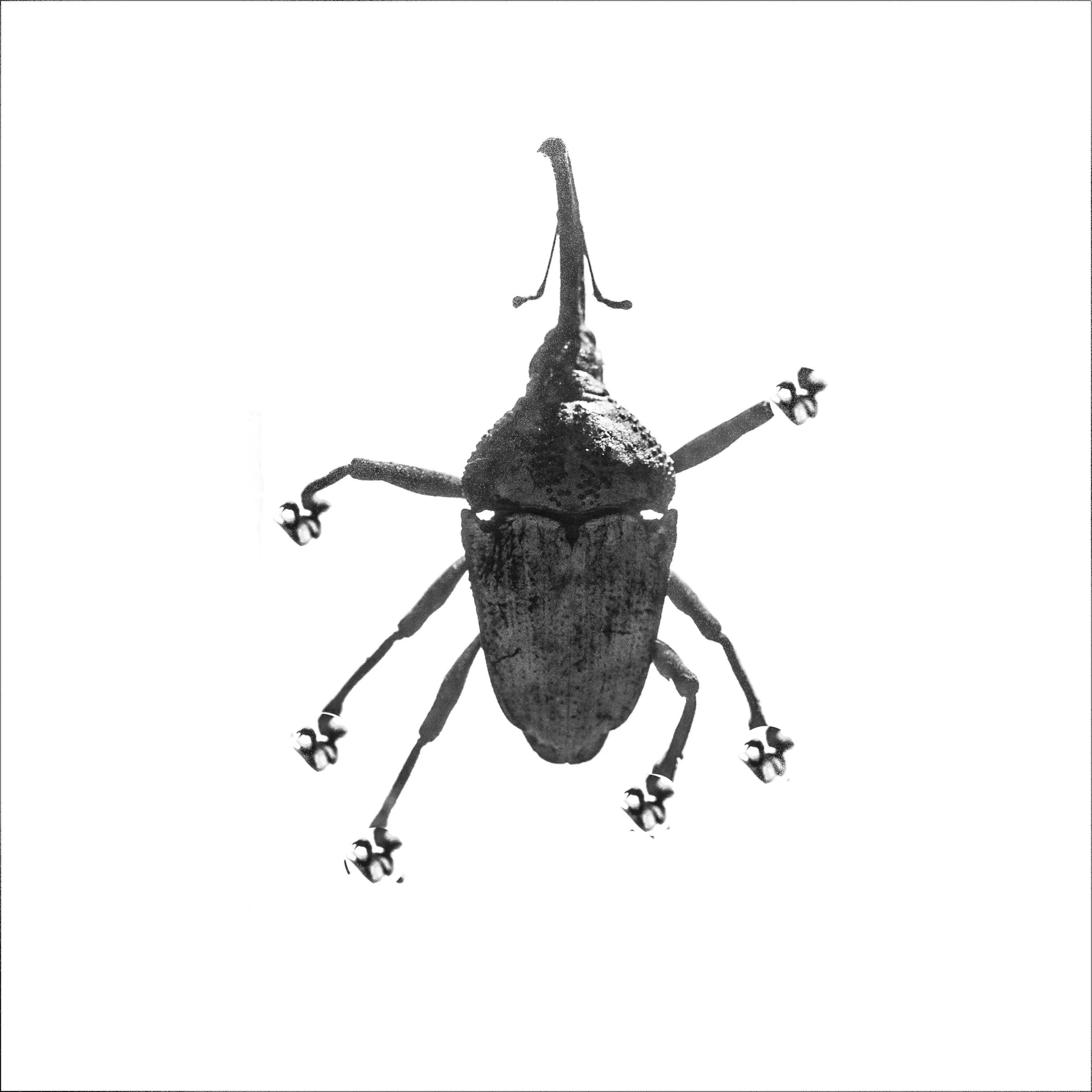 small beetle.jpg
