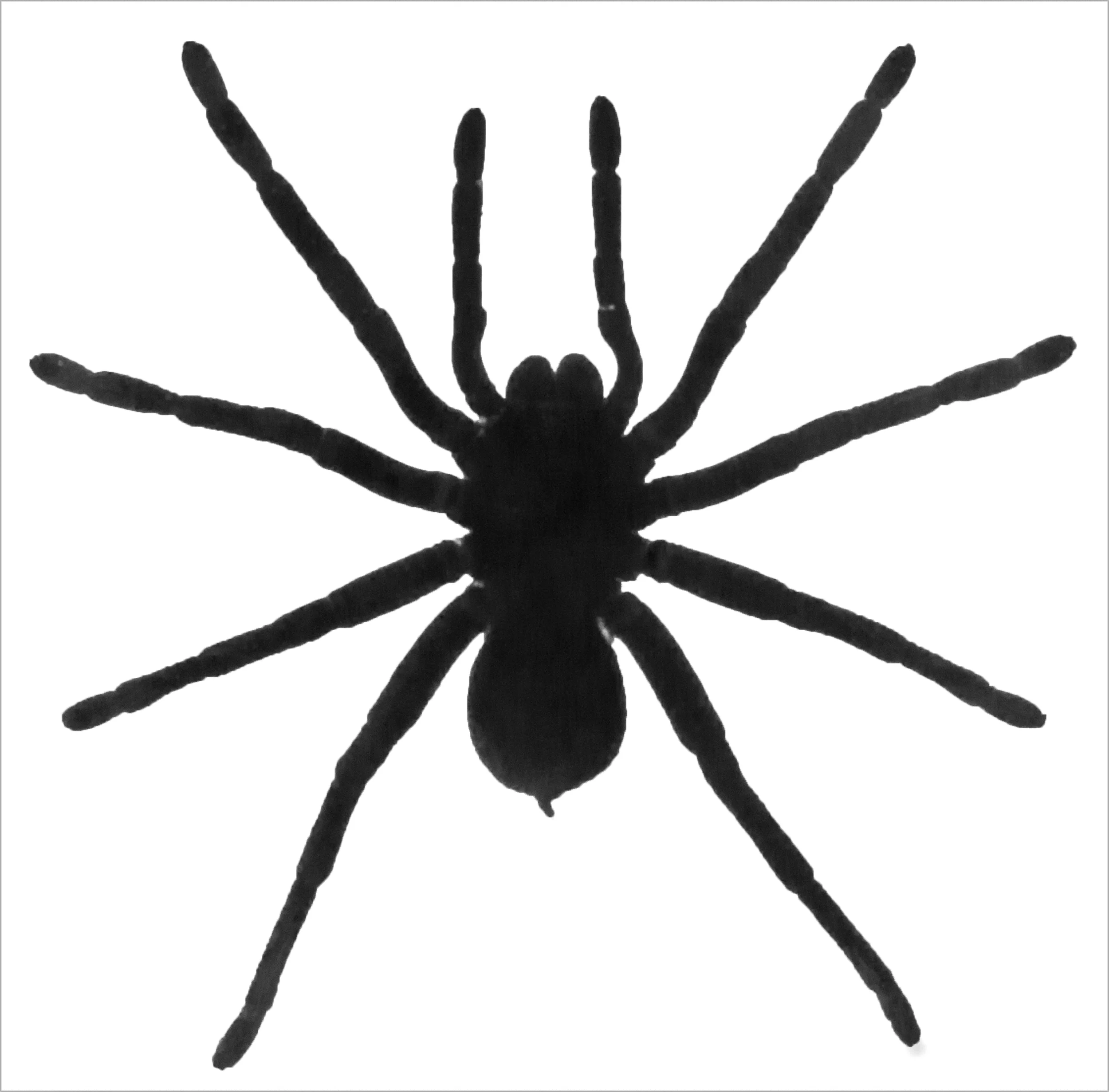 spider.jpg
