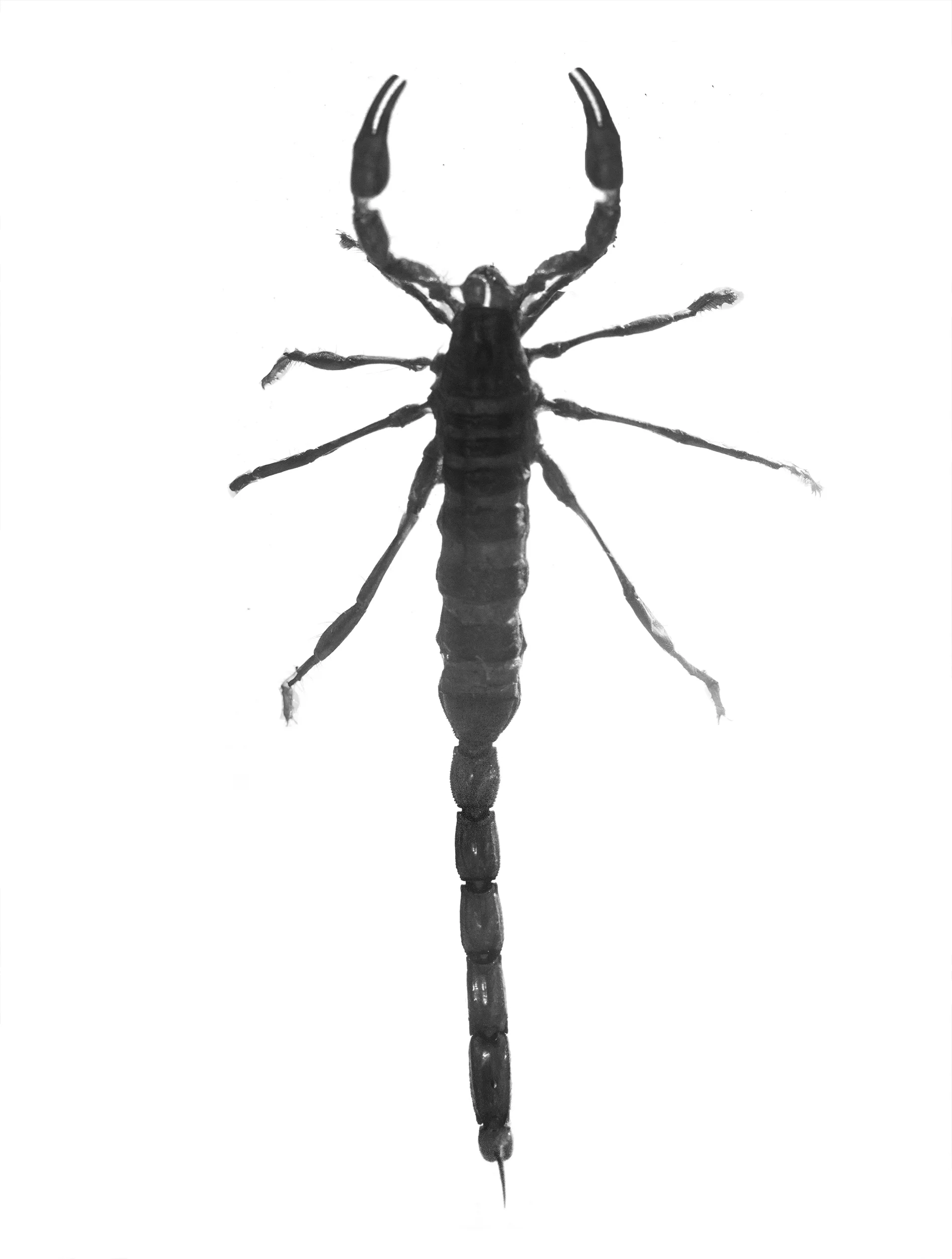 scorpion.jpg