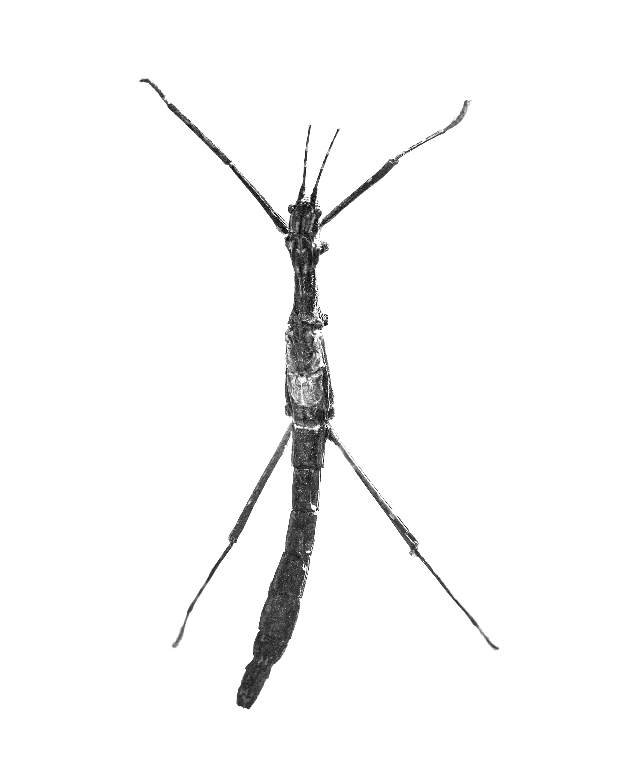 stick.jpg