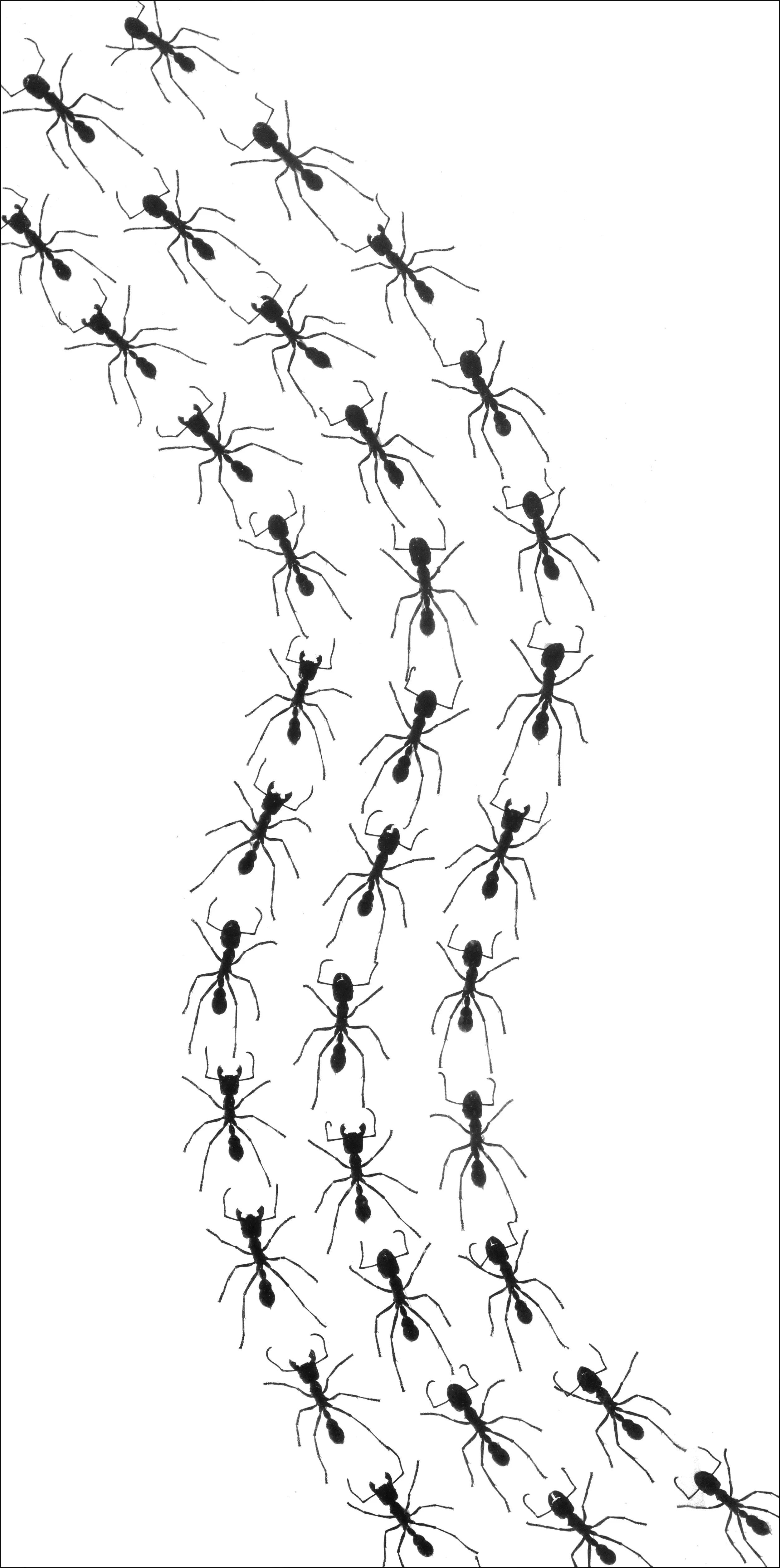 new ants.jpg