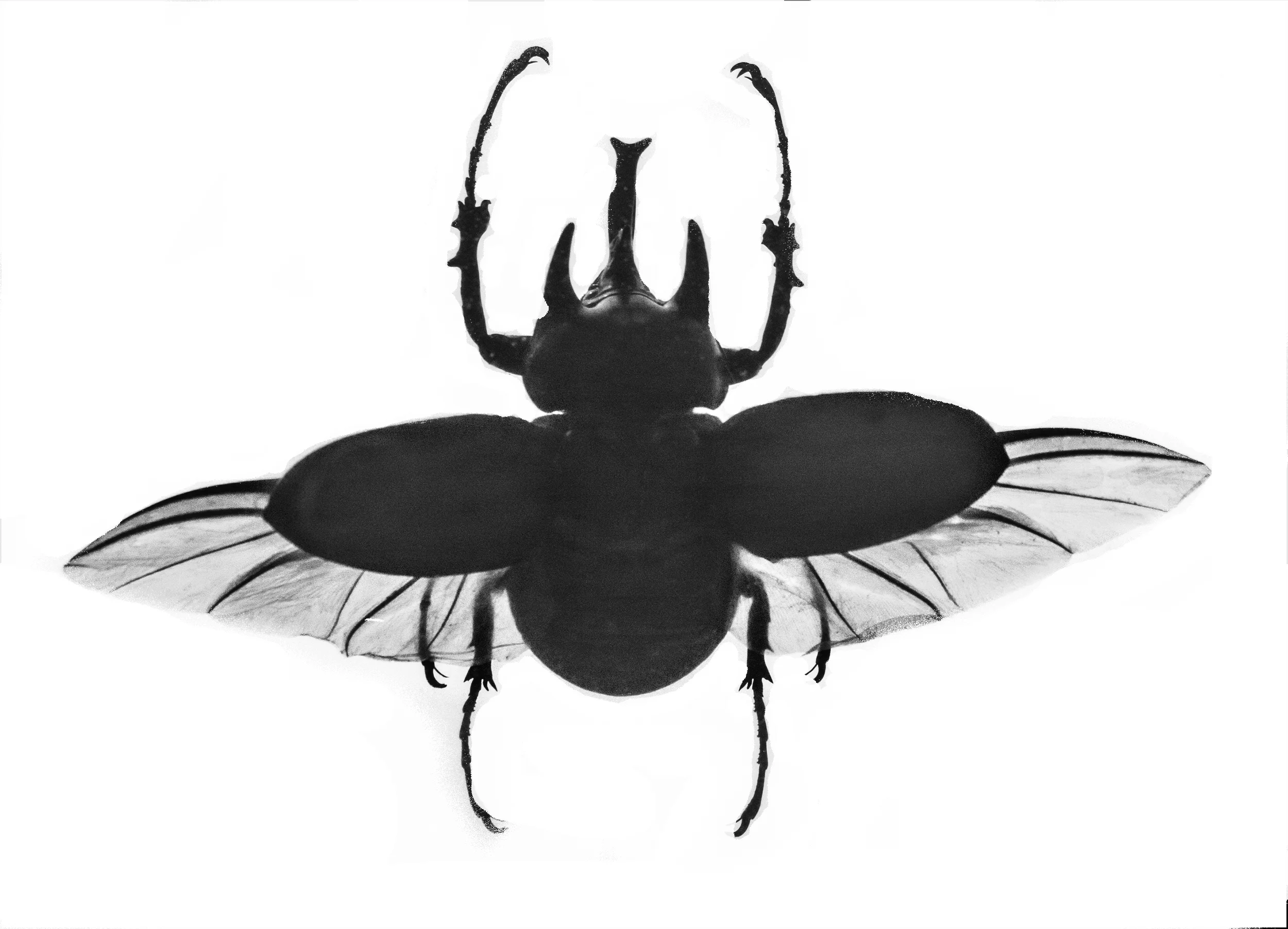new beetle.jpg