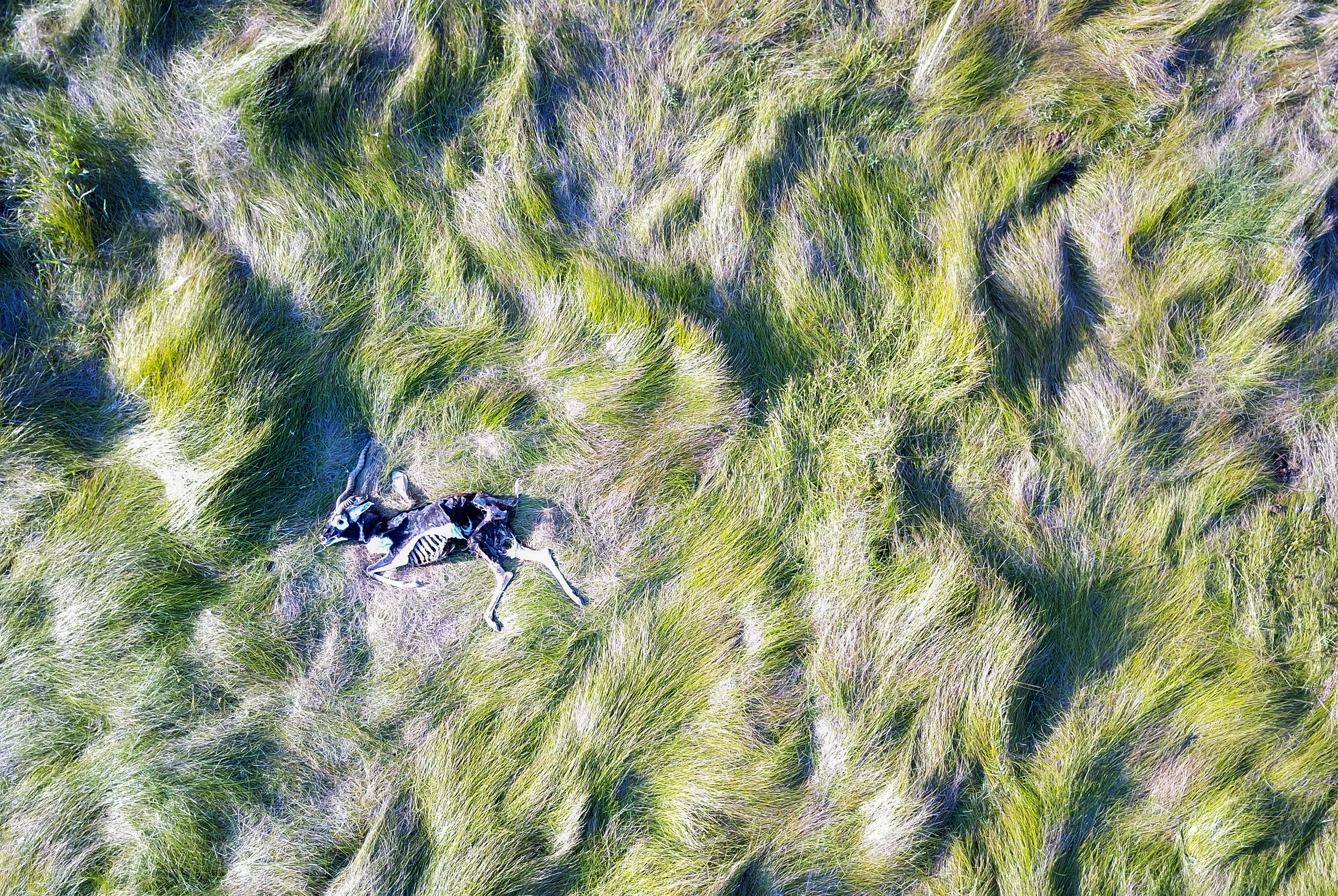 blackbuck.jpg