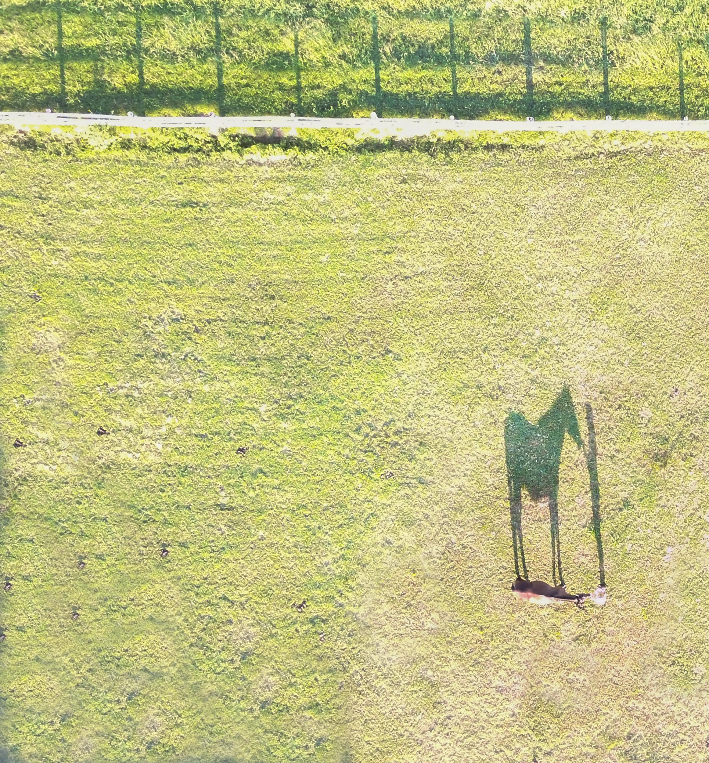 horse.jpg