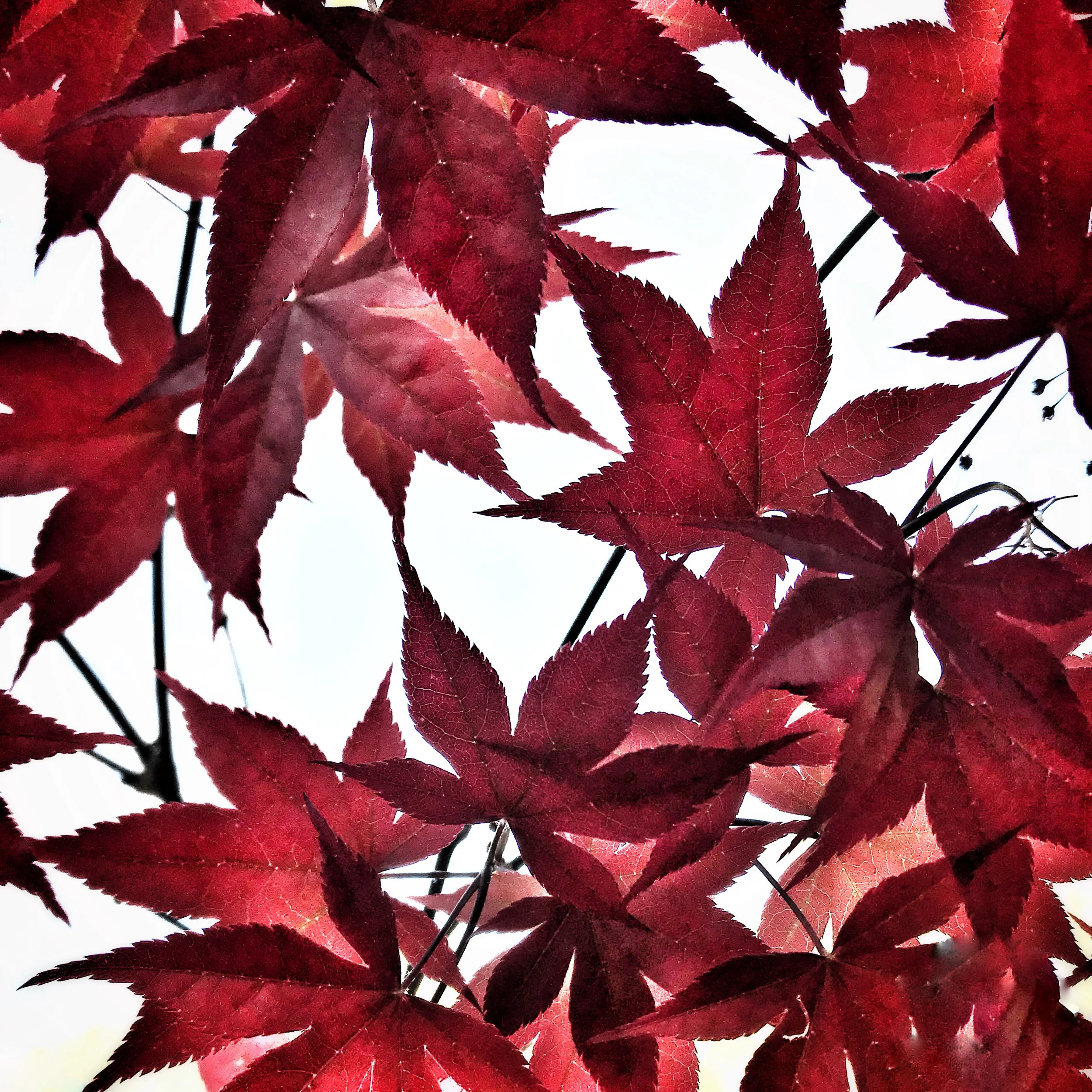 leaves.jpg