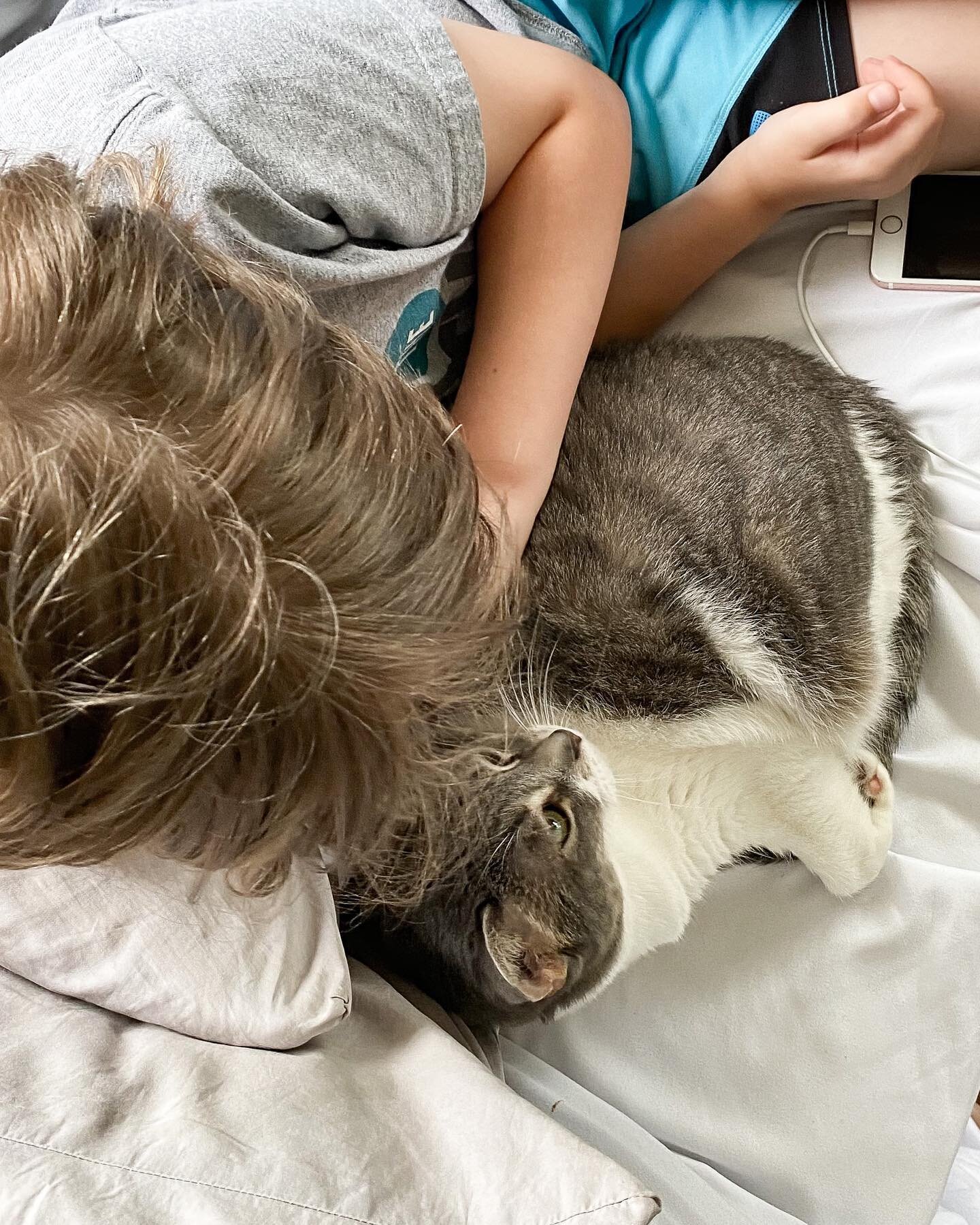 meet vossi // this is our therapy cat. she loves us all and is totally spoiled. she also has the uncanny ability to know if we are struggling with ptsd. sometimes this manifests as extra snuggles (like now) while other times it means she gives us a l