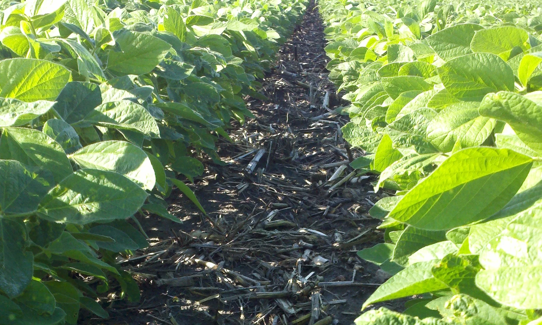 This farmer near Belgrade uses conservation tillage to keep organic matter in the soil on his soybean field