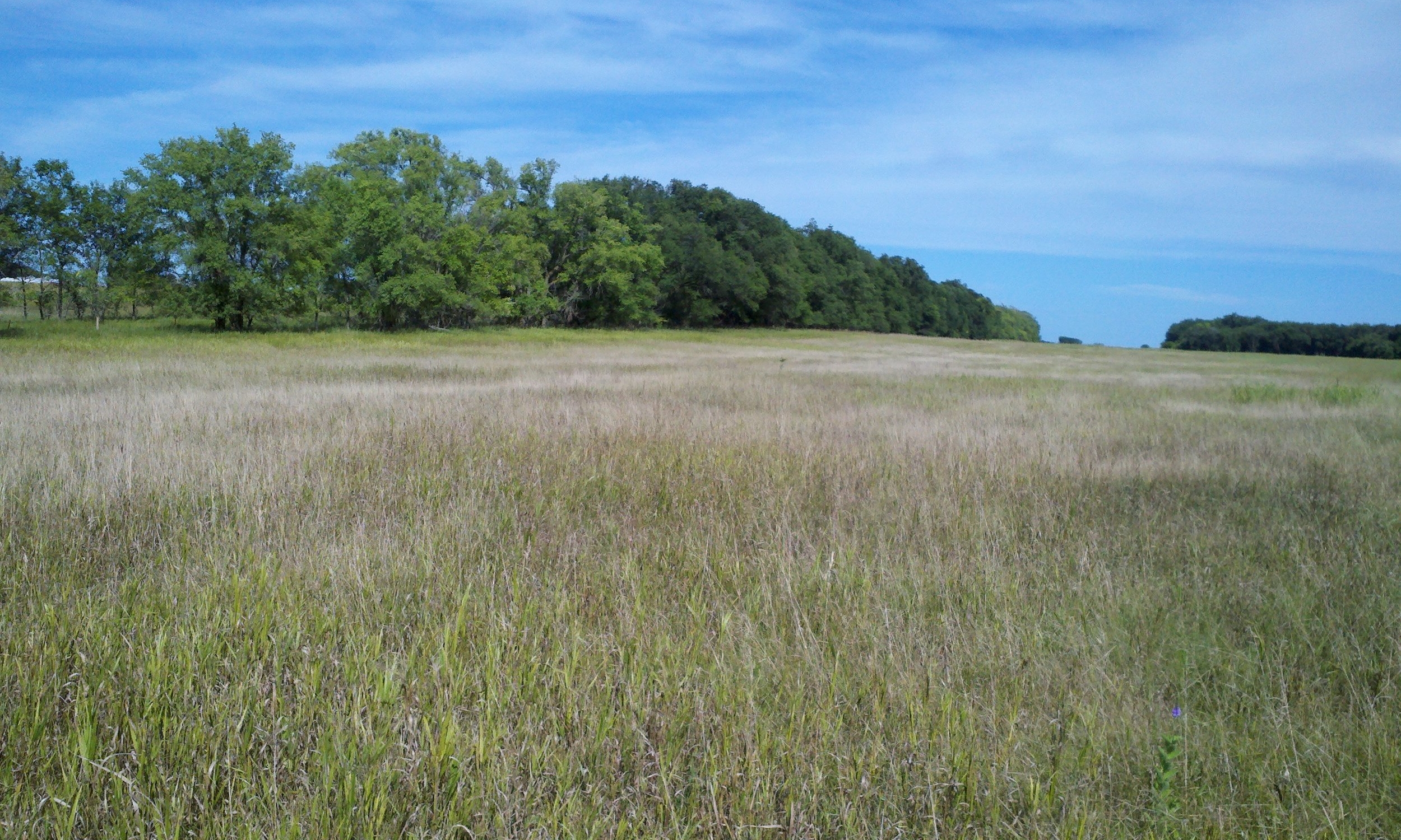 This row of trees acts as a windbreak to reduce soil erosion. A Conservation Reserve Program (CRP) field also protects the soil on this farm in St. James.