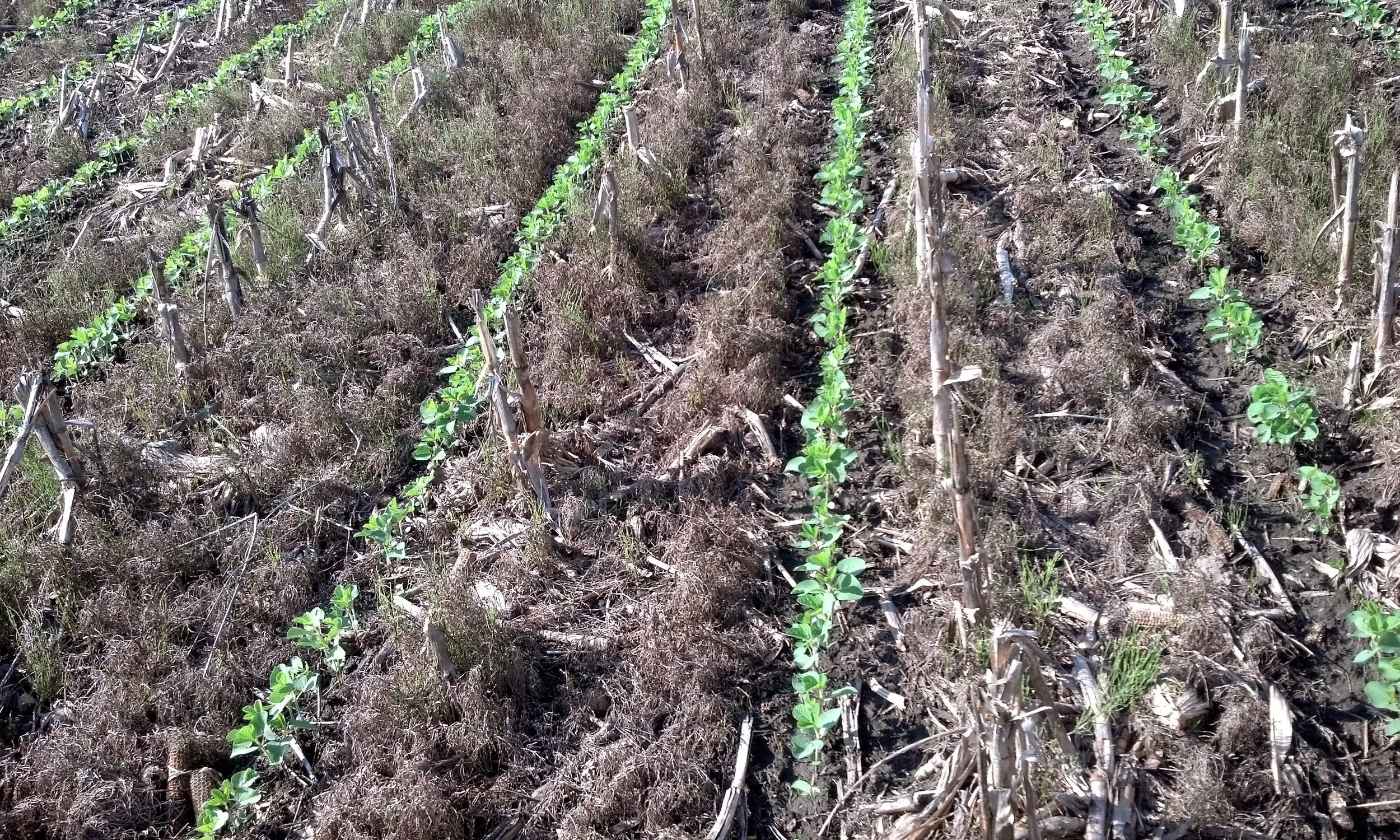 By no-tilling this soybean field, this Cannon Falls farmer is drastically reducing soil erosion and increasing organic matter and nutrients on his field. No-tilling also makes farm operations more efficient by cutting down the time needed to prepare for planting. 