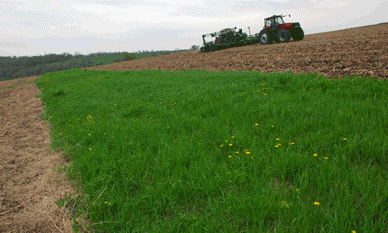 This strip of grass helps prevent soil and fertilizer runoff from reaching nearby waterways during heavy rains. 