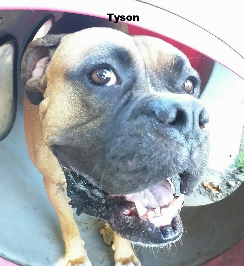 tyson tube.jpg