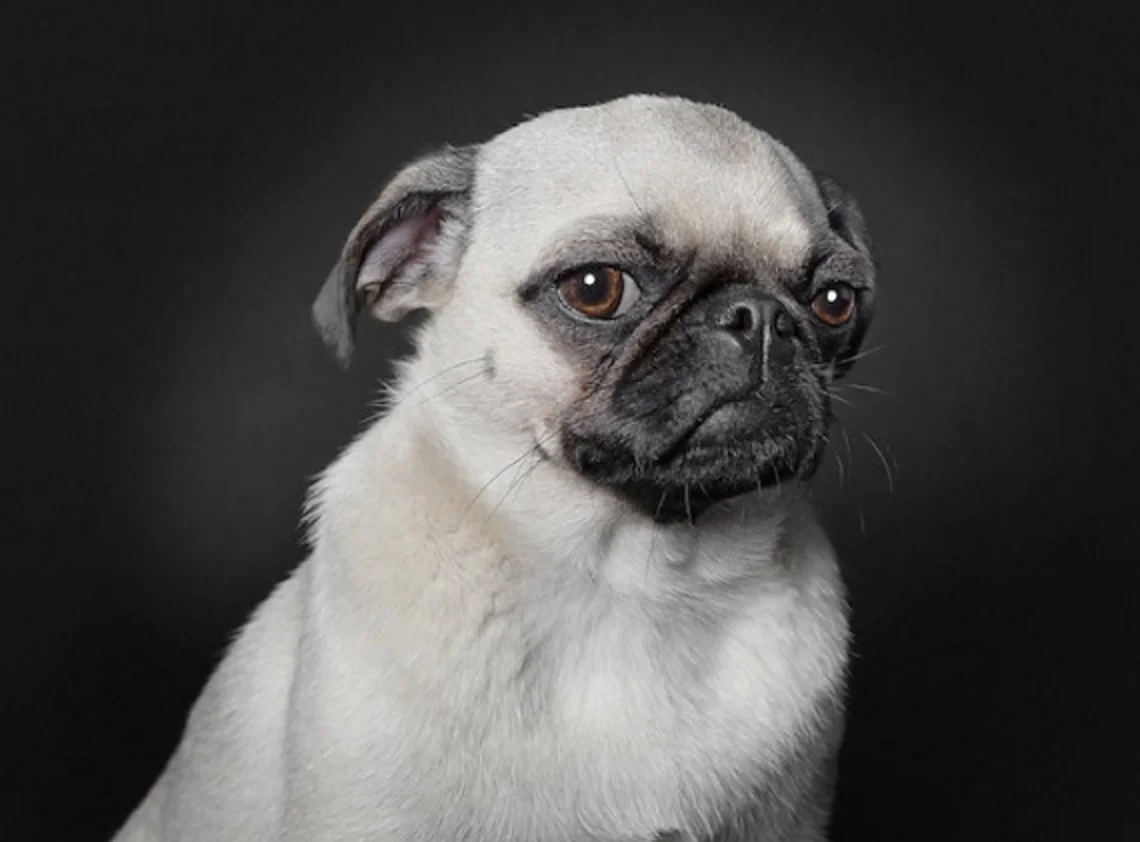 pugcontactus.jpg