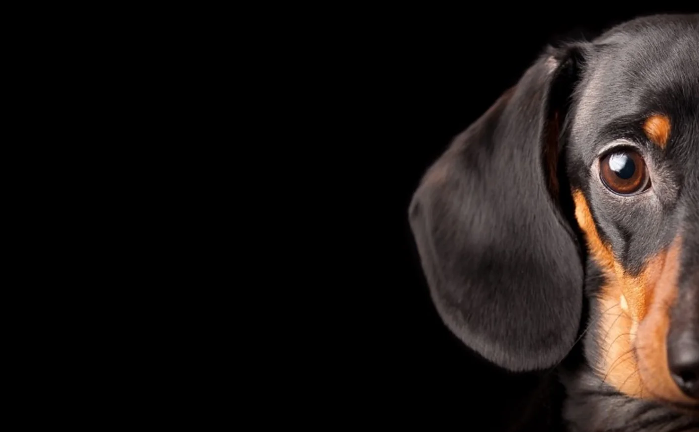 daschund.jpg