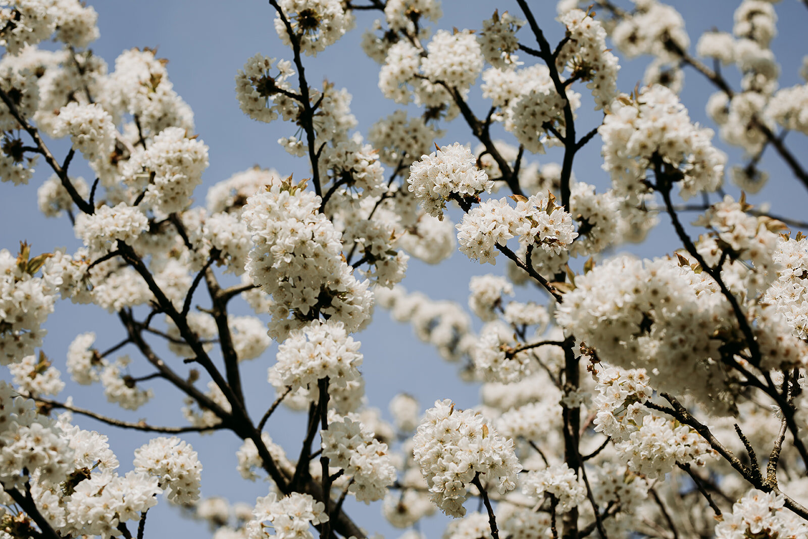 Flowerpower 003.jpg