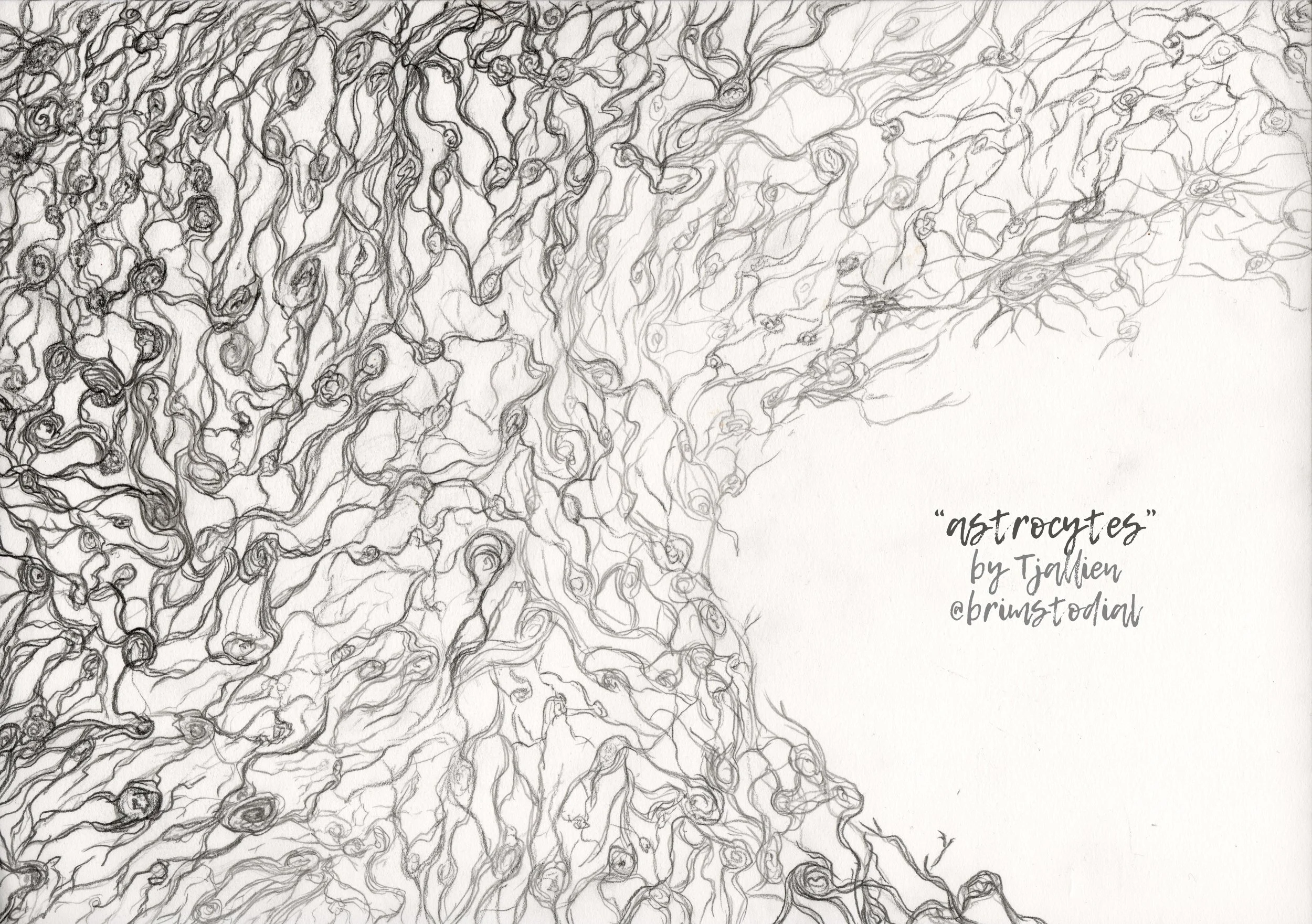 Collaboration with the fine artist Tjallien de Witte . She drew this sea of astrocytes by hand after I sent her some images of real astrocytes I had grown in the lab.