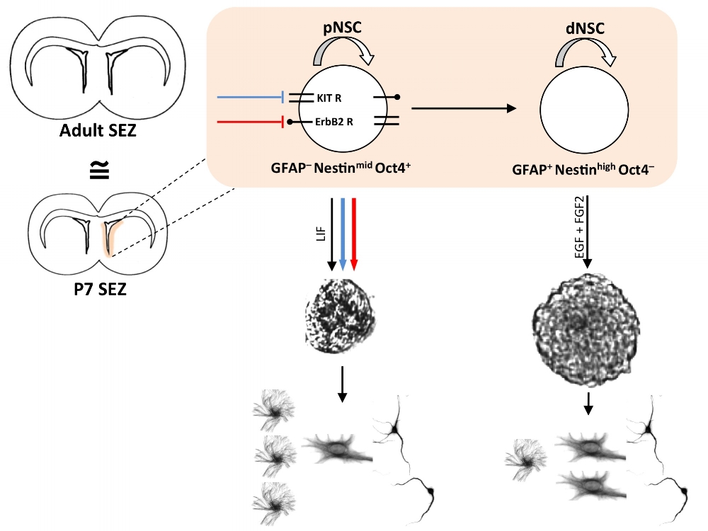 Graphical Abstract - Targeted Activation.jpg