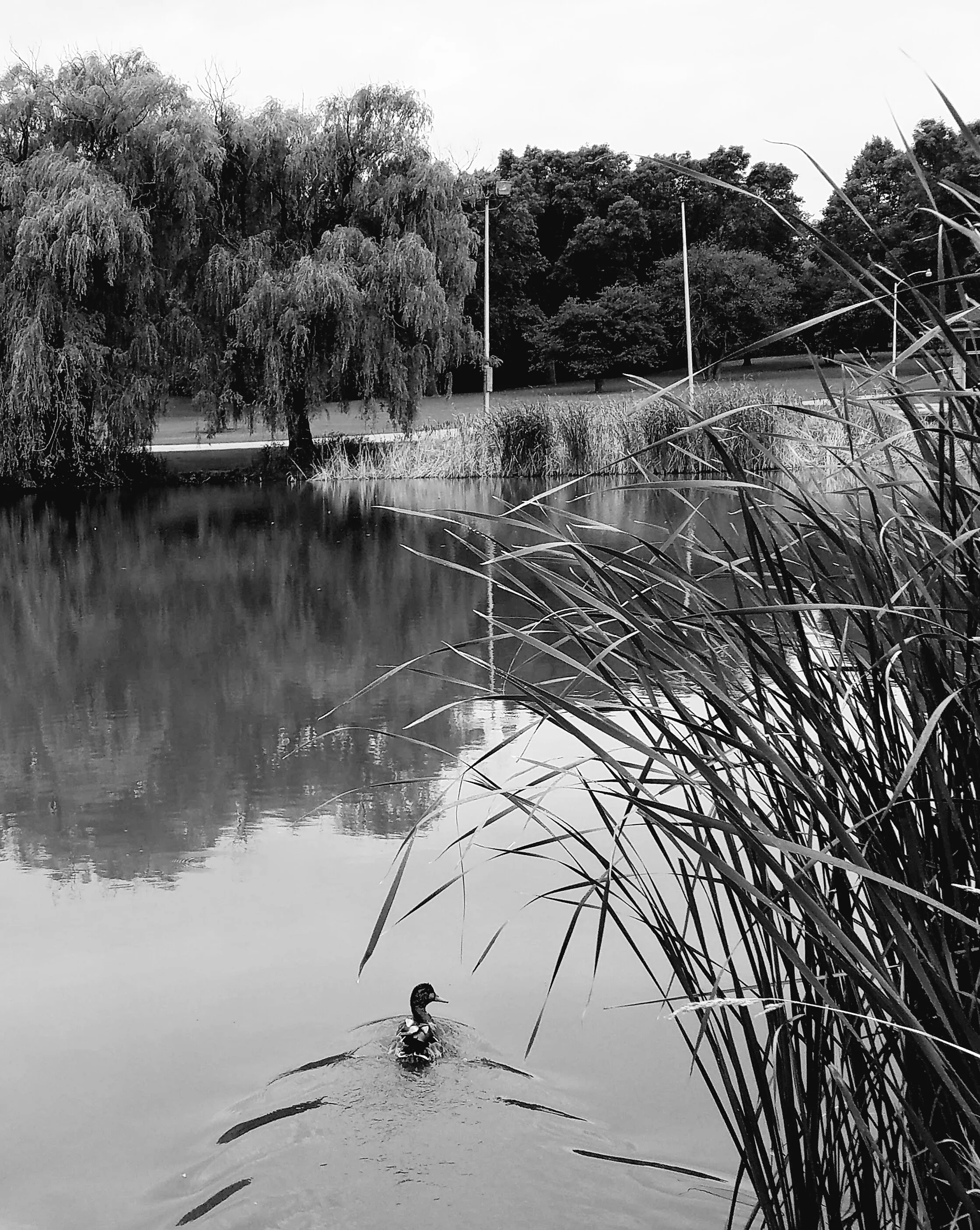Dineen Park