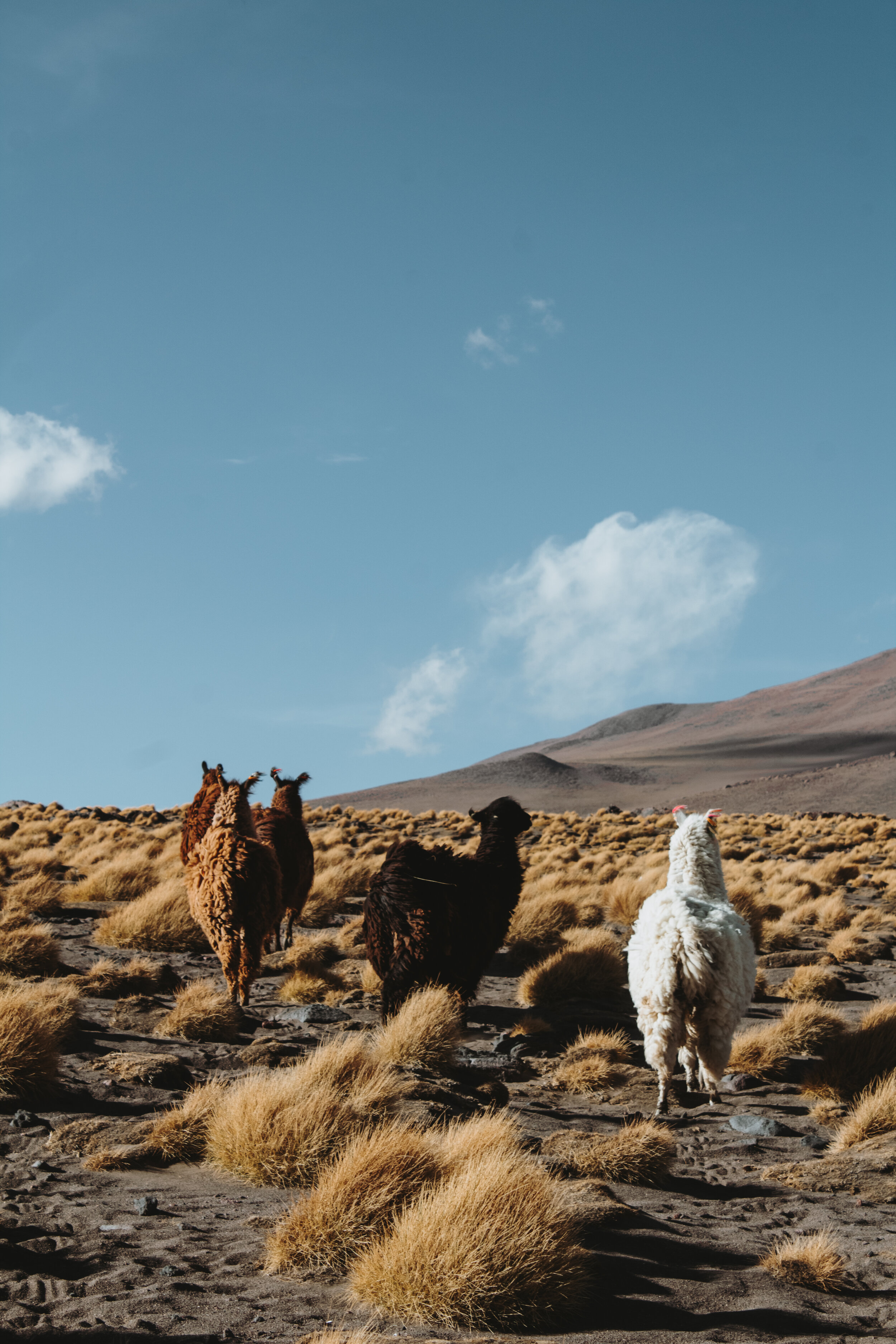 gf_uyuni-54.JPG