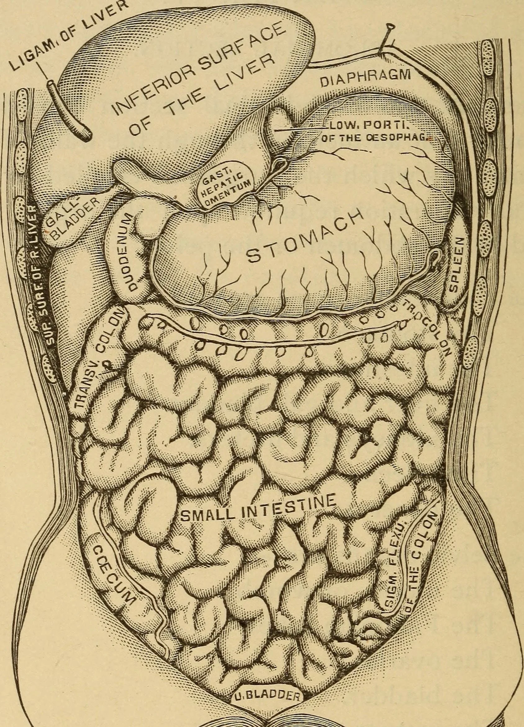 Nursing_in_abdominal_surgery_and_diseases_of_women_(1893)_(14745599236).jpeg