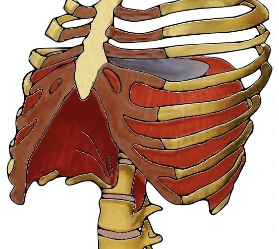                Chi Nei Tsang for the Thorax                                                                       