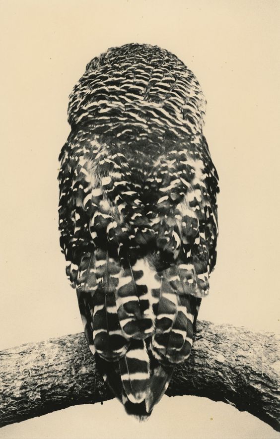 1999, Masao Yamamoto, Tori.jpg