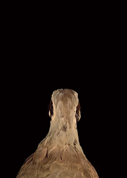 2003, Lynne Roberts Goodwind, Bad Bird 3.jpg