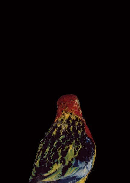 2003, Lynne Roberts Goodwind, Bad Bird.jpg