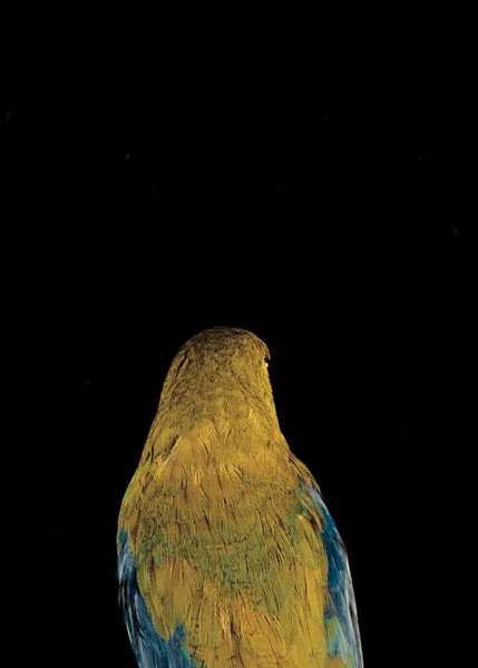 2003, Lynne Roberts Goodwind, Bad Bird2.jpg