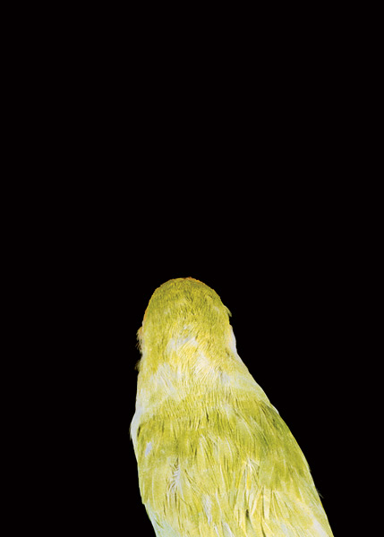 2003, Lynne Roberts Goodwind, Bad Bird4.jpg