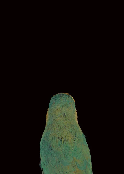 2003, Lynne Roberts Goodwind, Bad Bird5.jpg