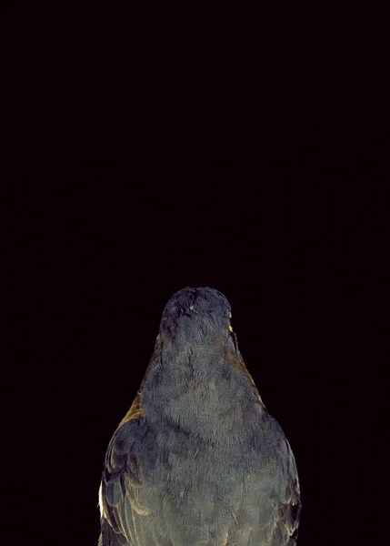 2003, Lynne Roberts Goodwind, Bad Bird6.jpg